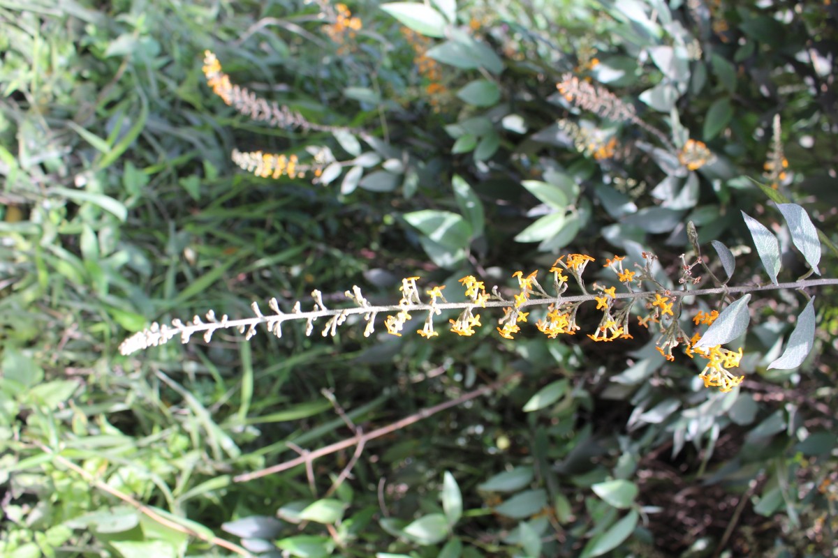 Buddleja madagascariensis Lam.