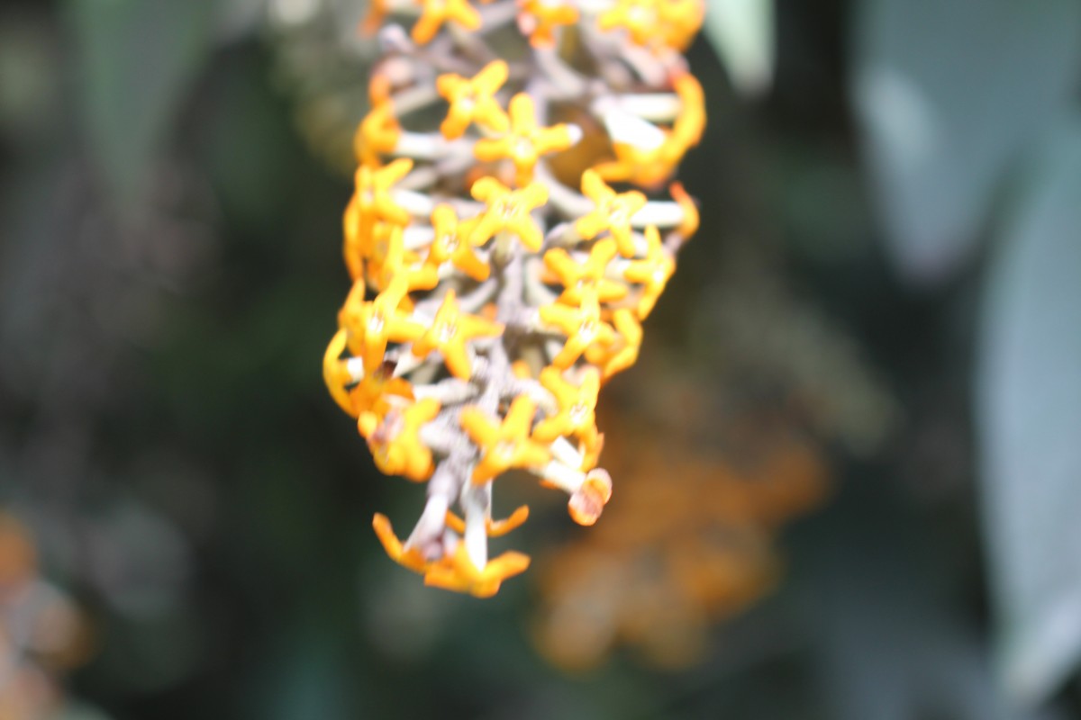 Buddleja madagascariensis Lam.