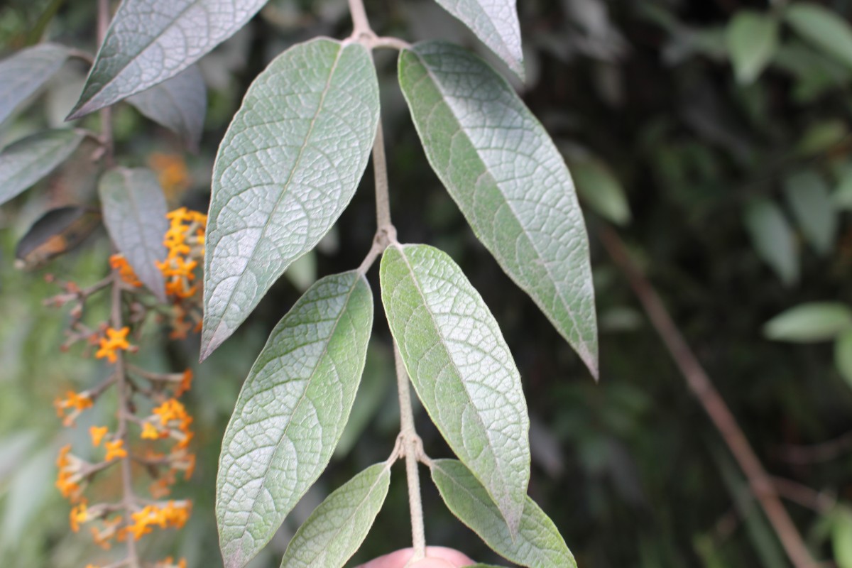 Buddleja madagascariensis Lam.