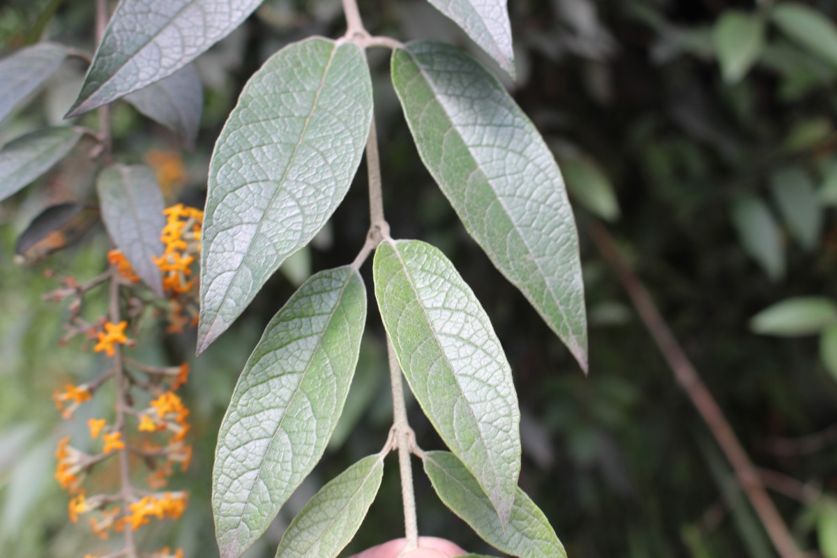 Buddleja madagascariensis Lam.