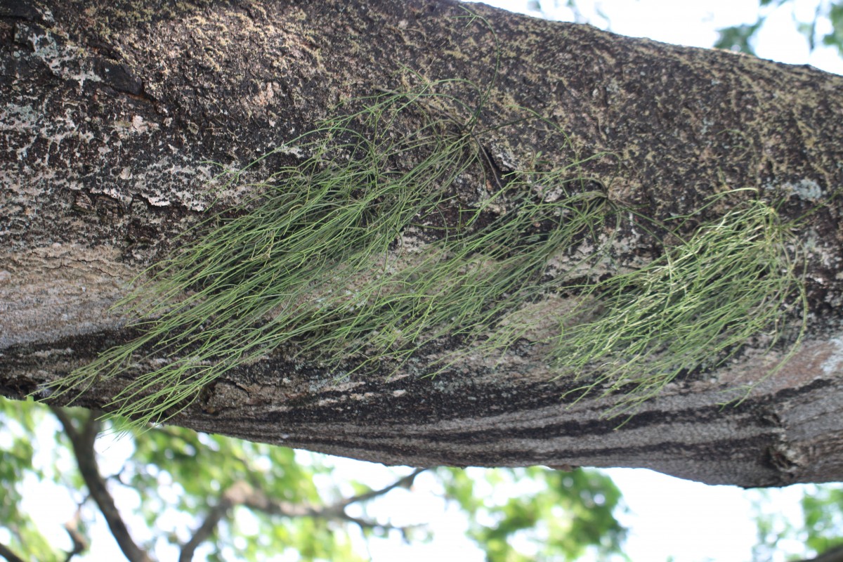 Rhipsalis baccifera (J.S.Muell.) Stearn