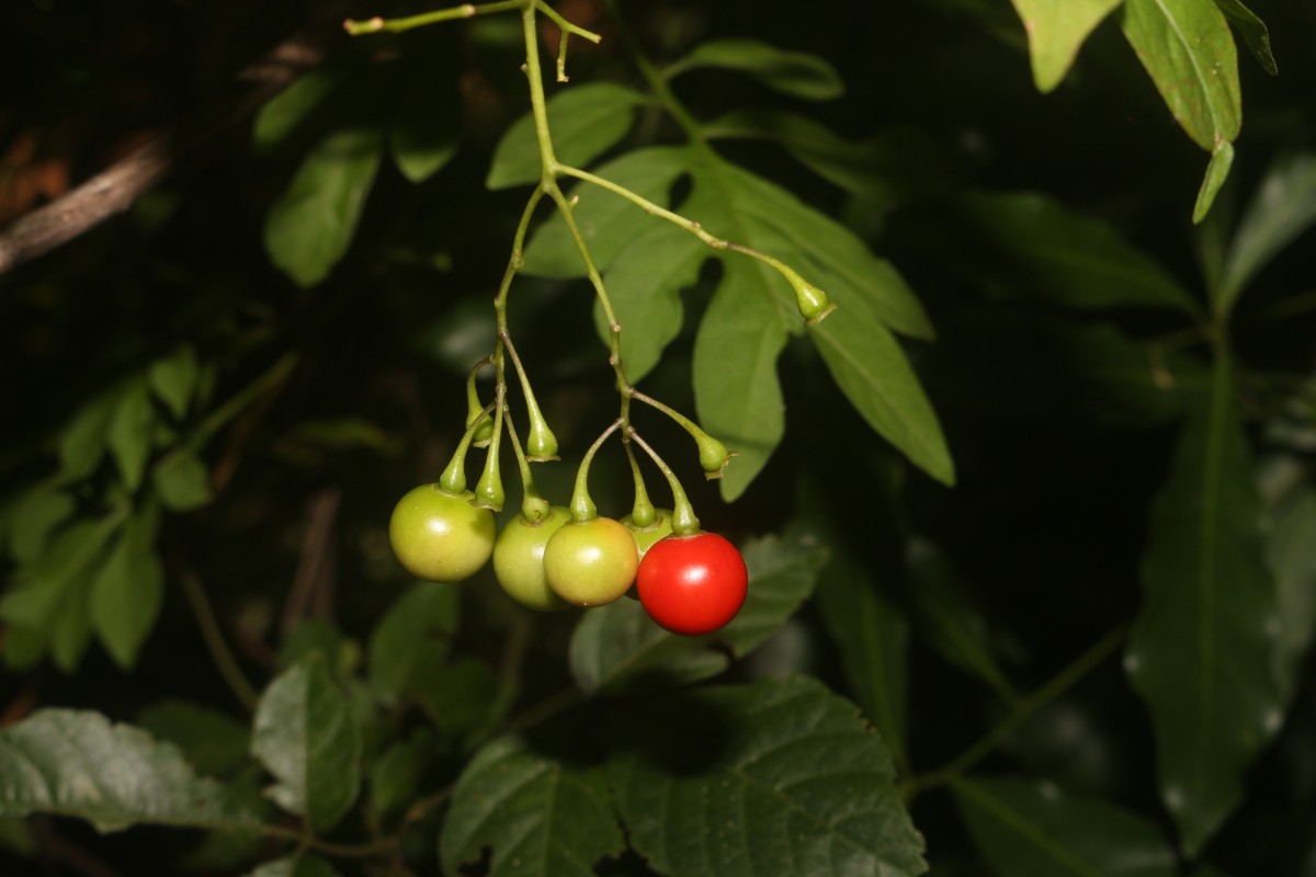 Solanum seaforthianum Andrews