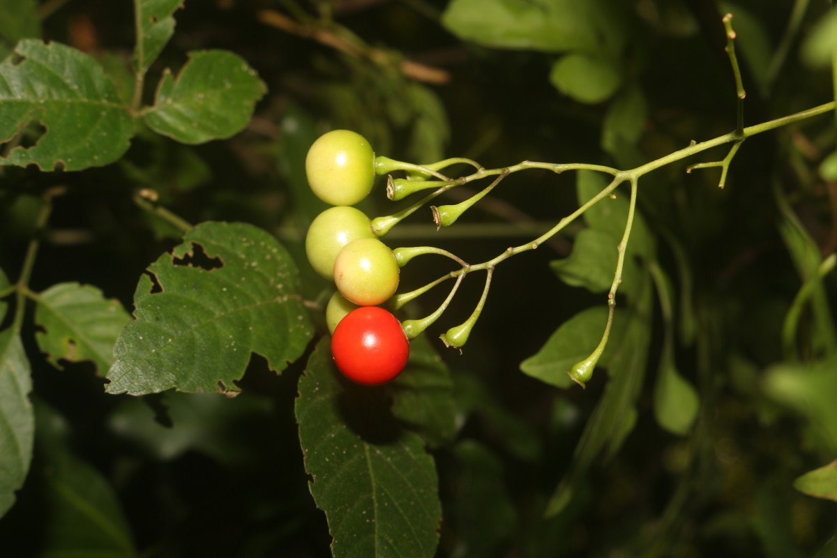 Solanum seaforthianum Andrews