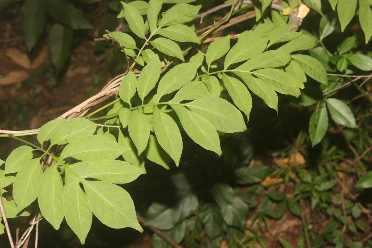 Solanum seaforthianum Andrews