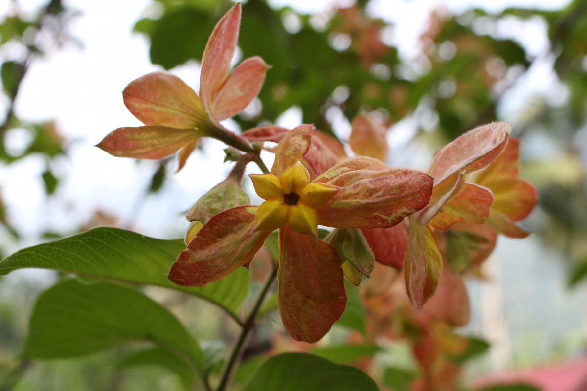 Mussaenda philippica A.Rich.