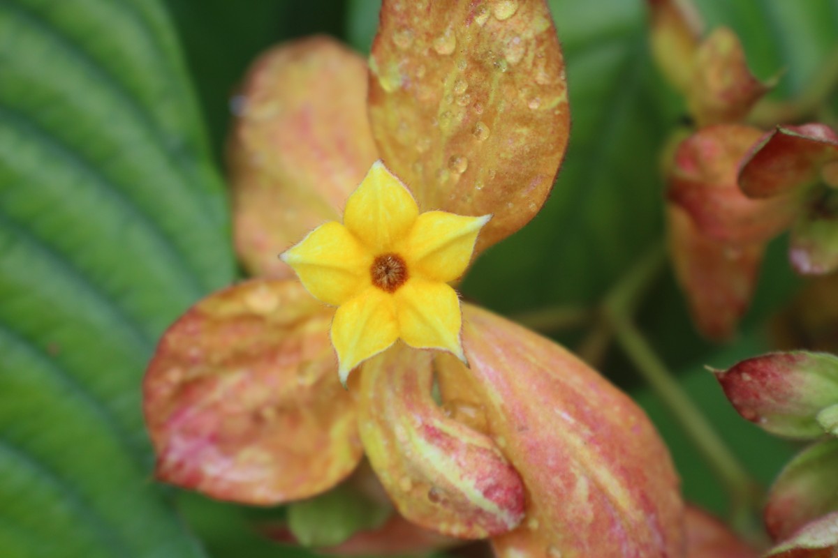 Mussaenda philippica A.Rich.