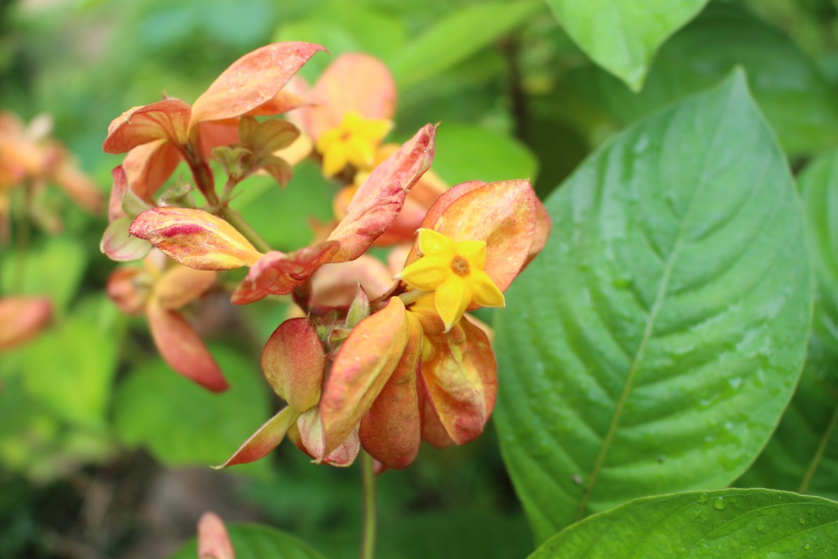 Mussaenda philippica A.Rich.