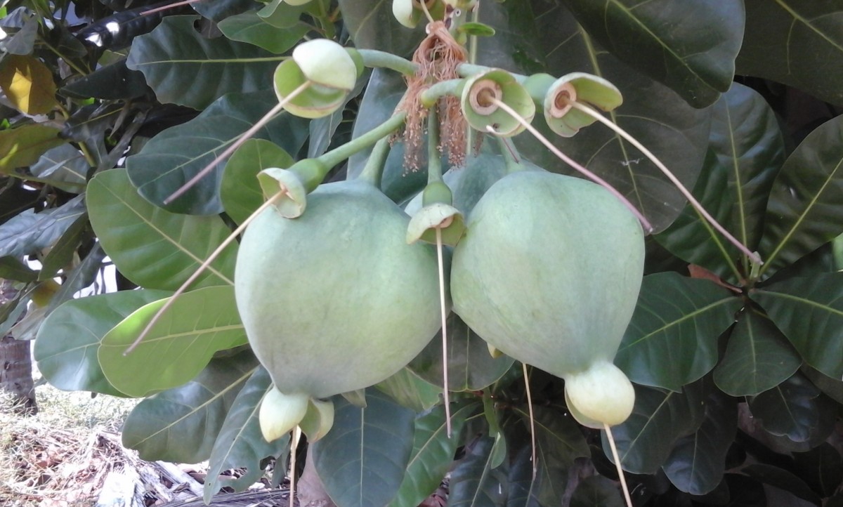 Barringtonia asiatica (L.) Kurz