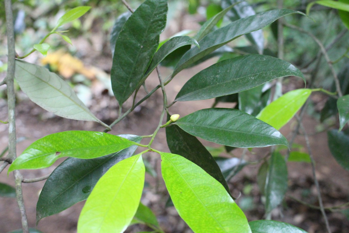 Myristica fragrans Houtt.