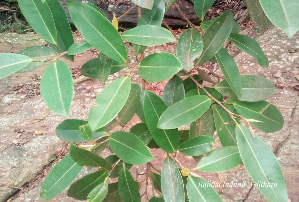 Ficus trimenii King ex Trimen