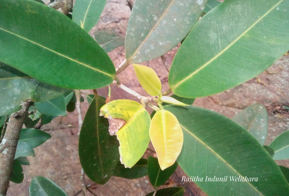 Ficus trimenii King ex Trimen