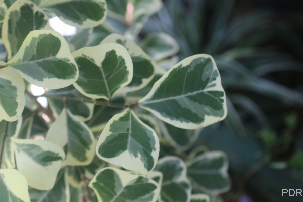 Ficus natalensis subsp. leprieurii (Miq.) C.C.Berg