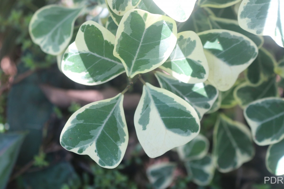 Ficus natalensis subsp. leprieurii (Miq.) C.C.Berg