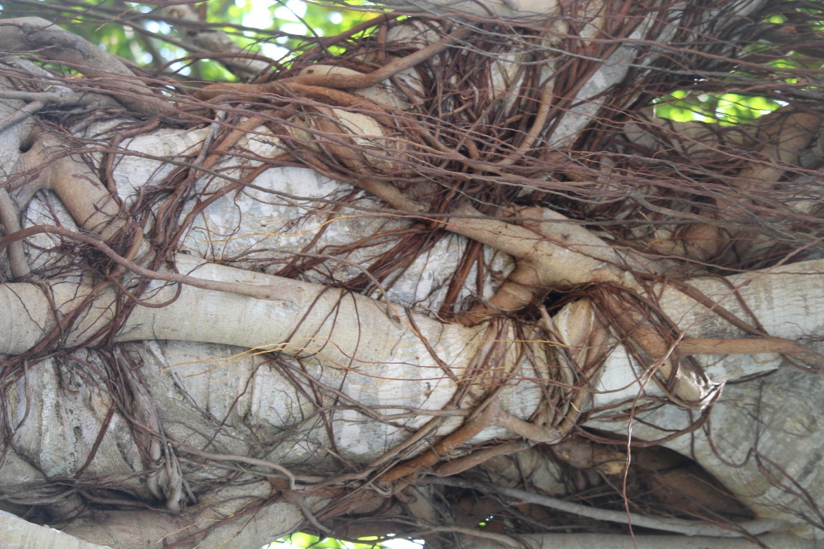 Ficus benghalensis L.