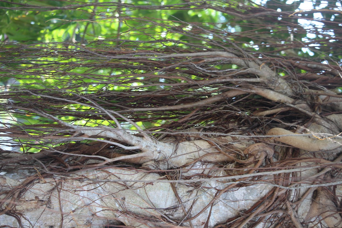 Ficus benghalensis L.