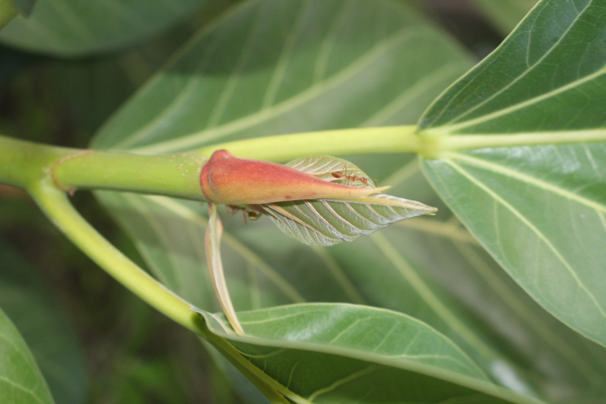 Ficus benghalensis L.