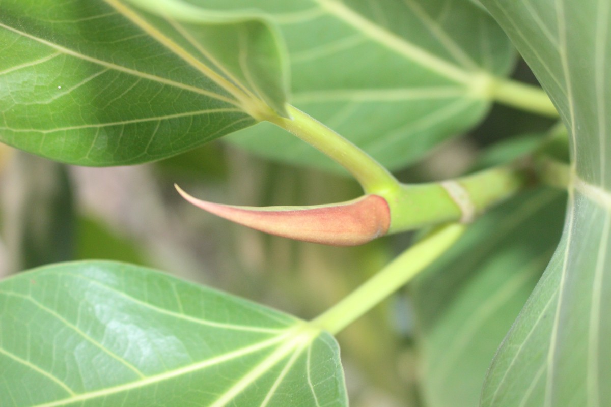 Ficus benghalensis L.