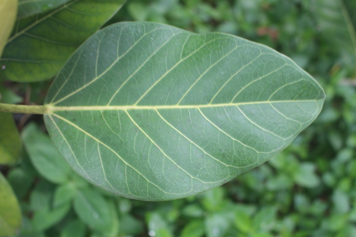 Ficus benghalensis L.