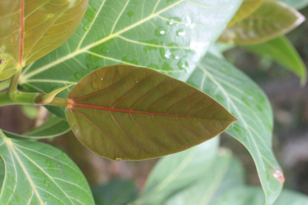 Ficus benghalensis L.