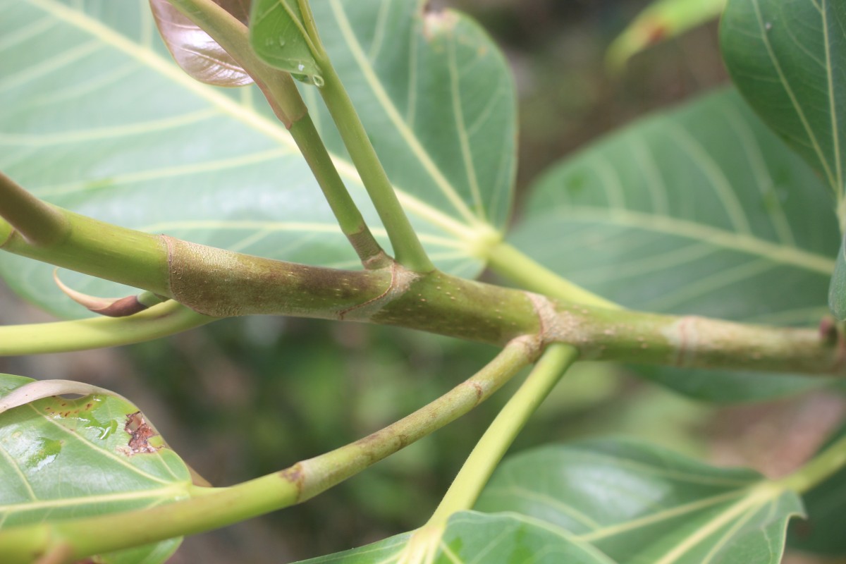 Ficus benghalensis L.