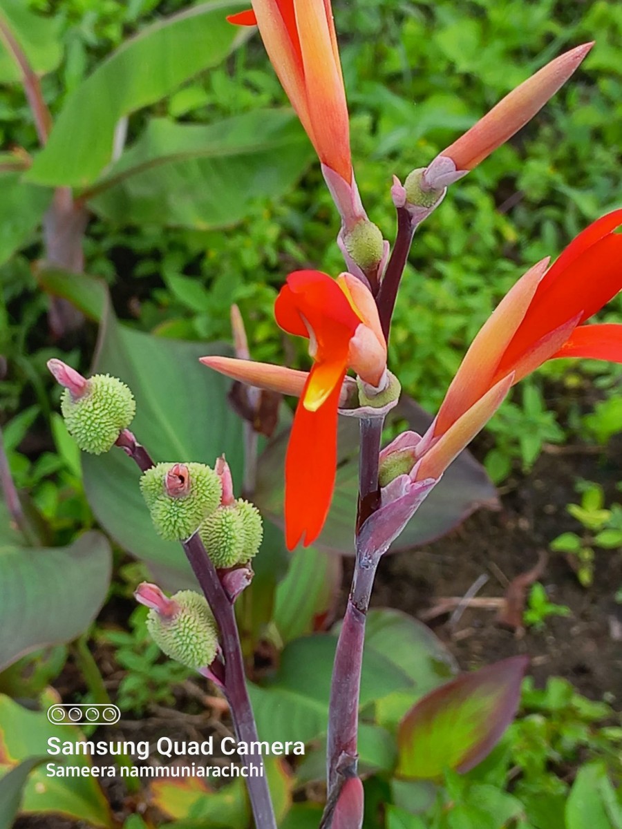 Canna indica L.