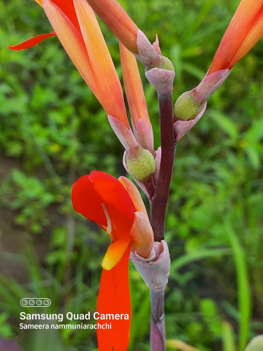 Canna indica L.