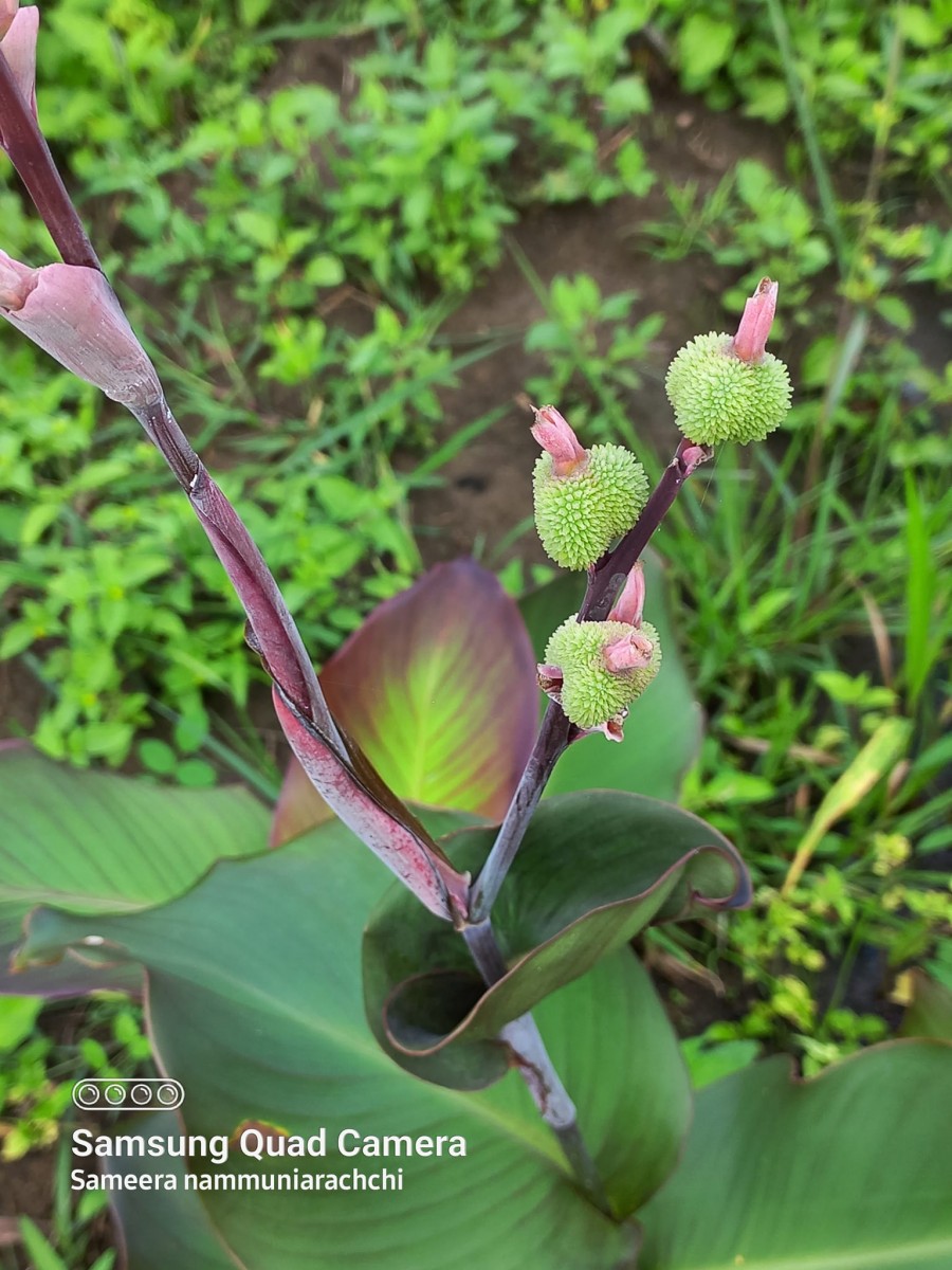 Canna indica L.