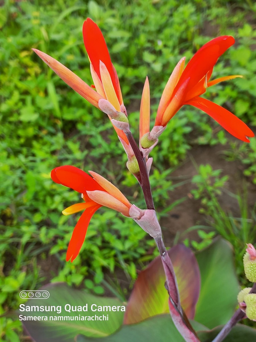 Canna indica L.