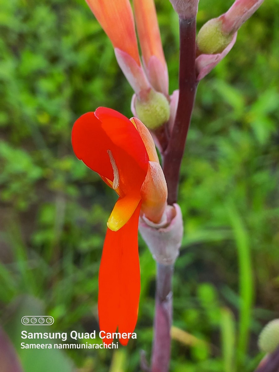 Canna indica L.