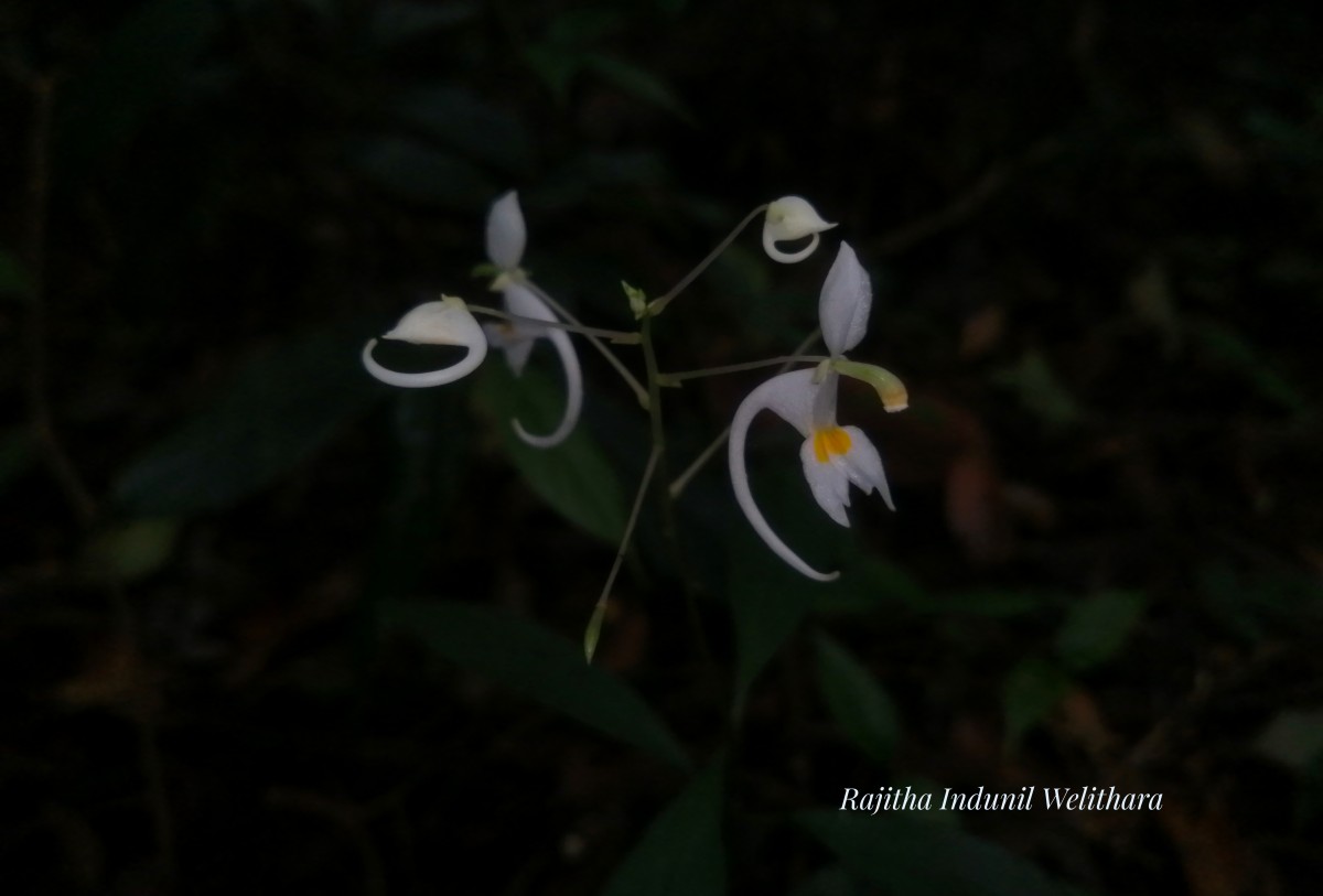 Impatiens cornigera Arn.