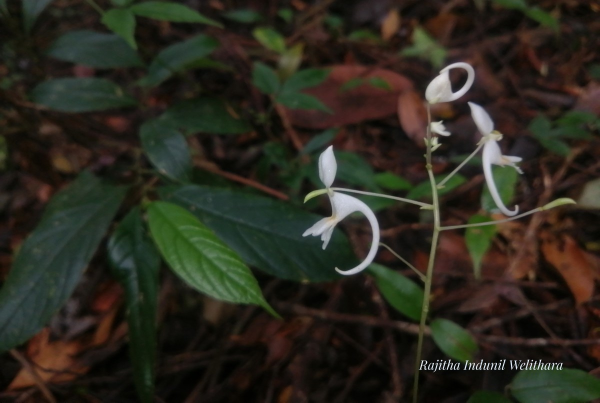 Impatiens cornigera Arn.