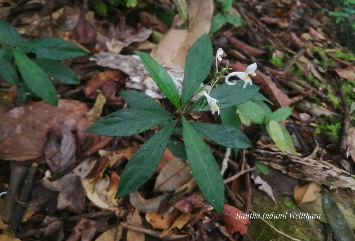 Impatiens cornigera Arn.