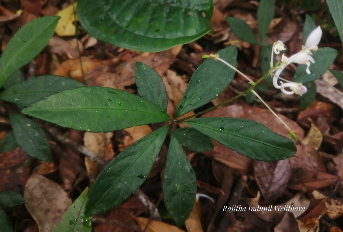 Impatiens cornigera Arn.