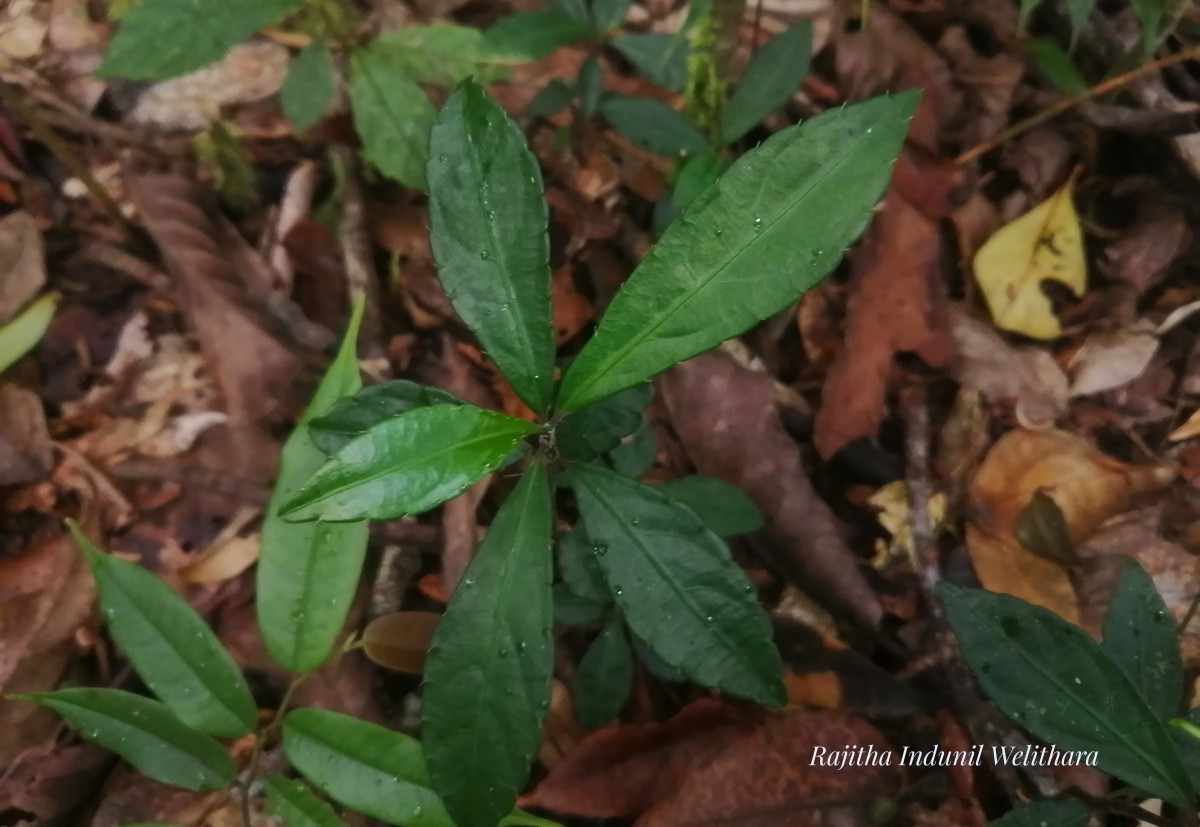 Impatiens cornigera Arn.