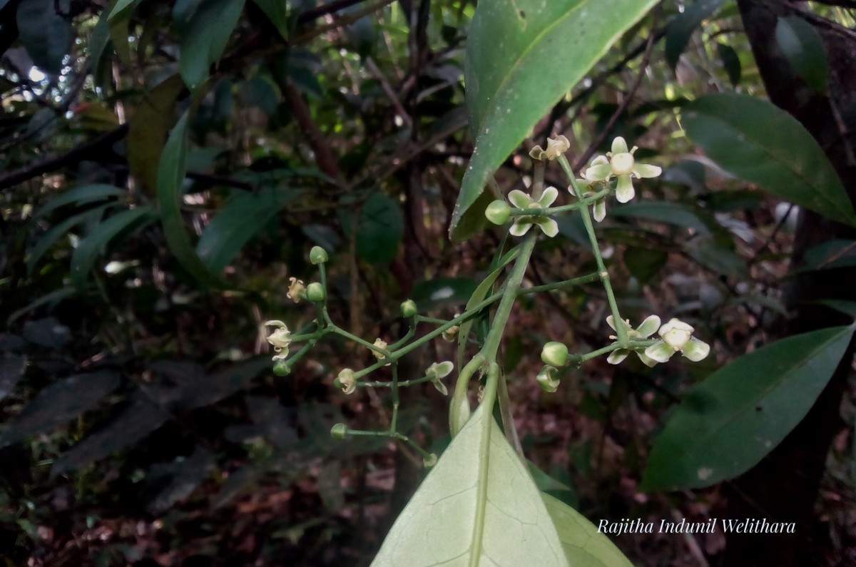 Glyptopetalum zeylanicum Thwaites