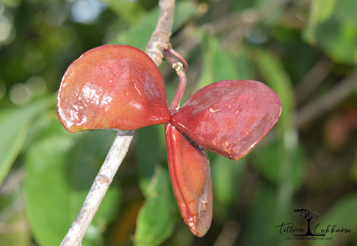 Quassia indica (Gaertn.) Noot.