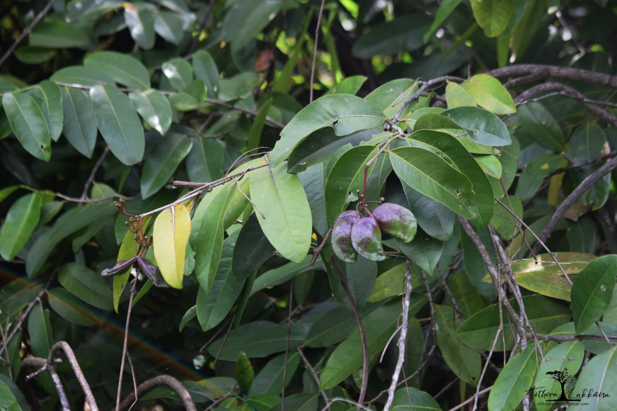 Quassia indica (Gaertn.) Noot.