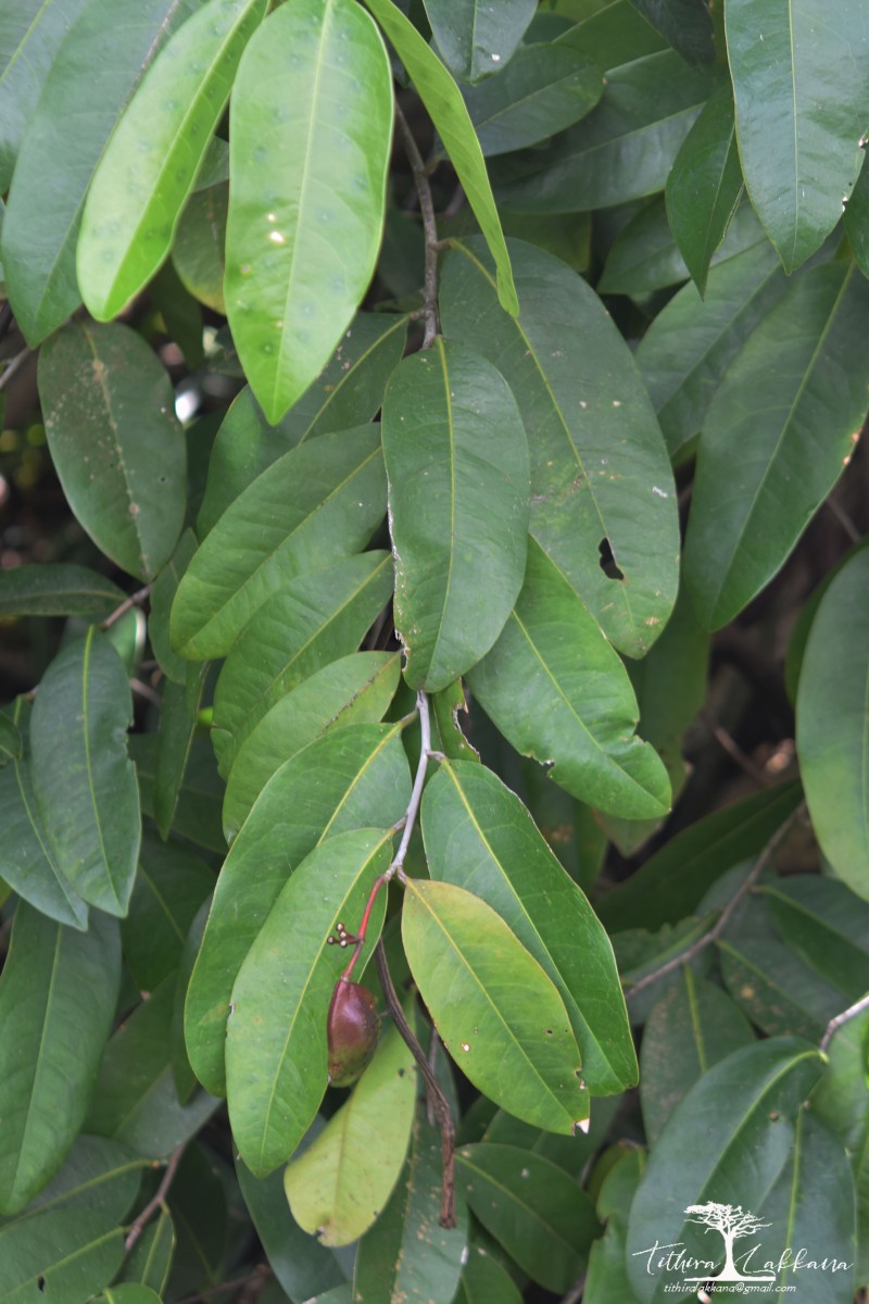 Quassia indica (Gaertn.) Noot.