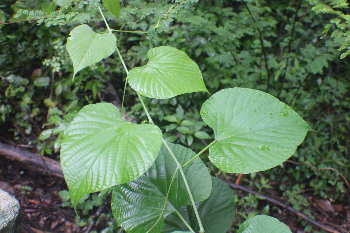 Cissus latifolia Lam.