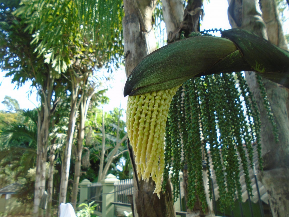 Caryota mitis Lour.