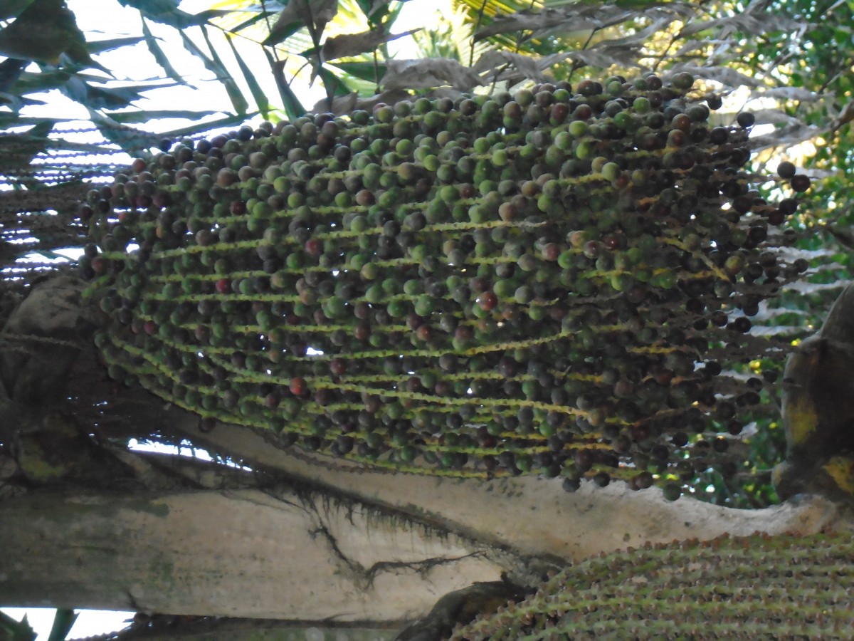 Caryota mitis Lour.