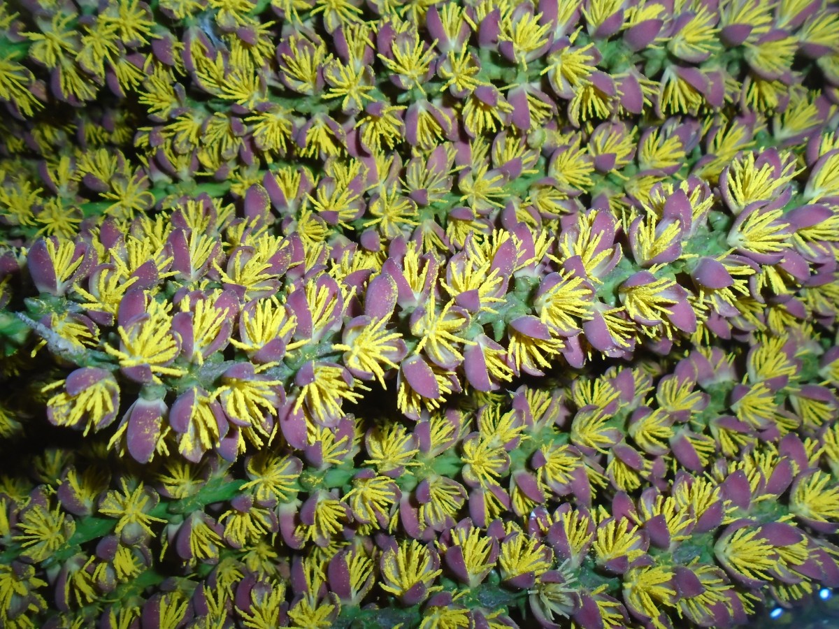 Caryota mitis Lour.