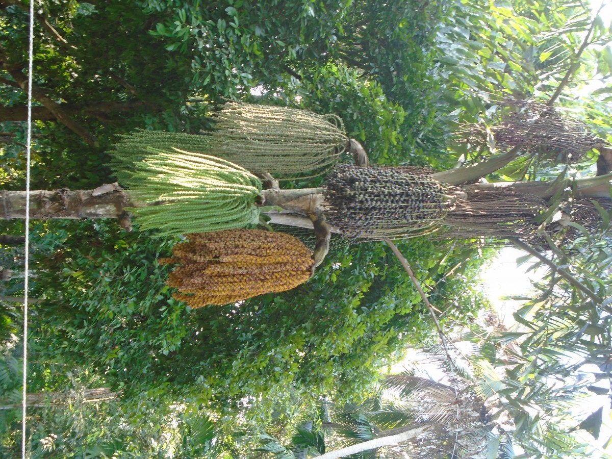 Caryota mitis Lour.