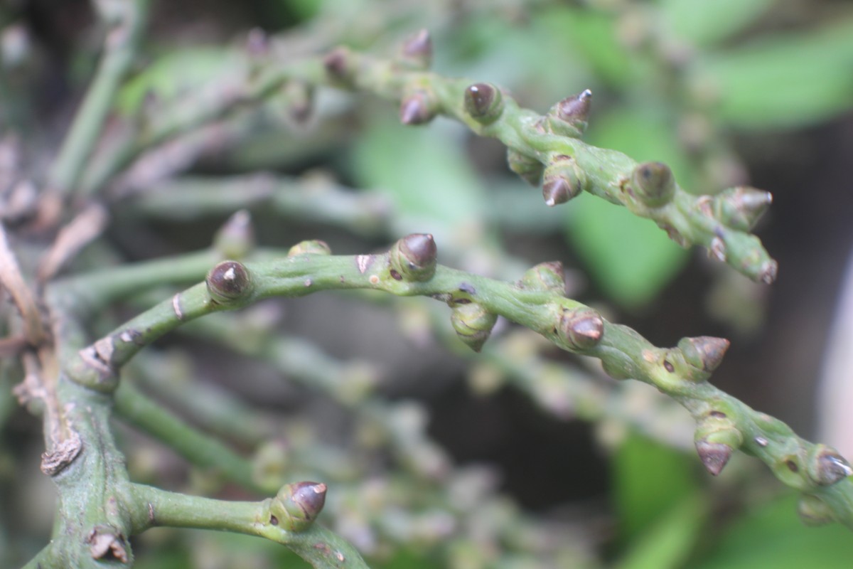 Caryota mitis Lour.