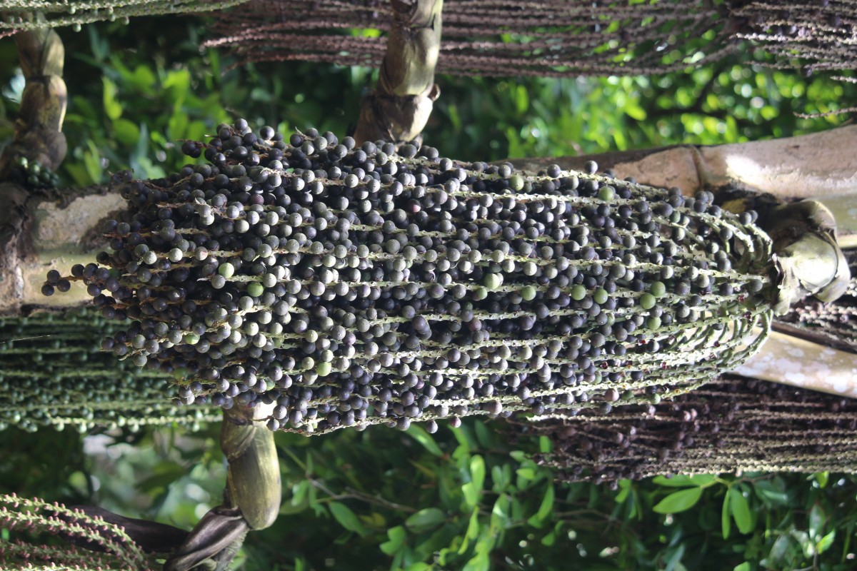 Caryota mitis Lour.