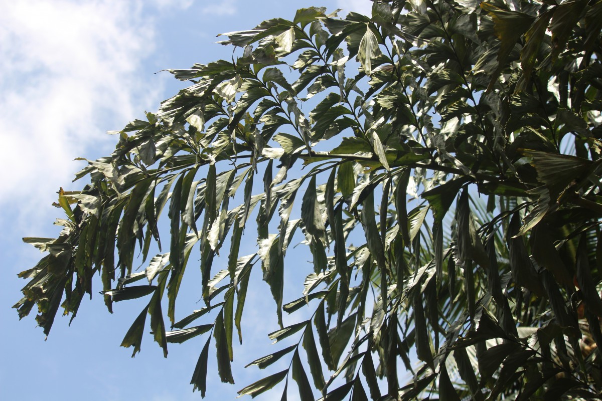 Caryota mitis Lour.