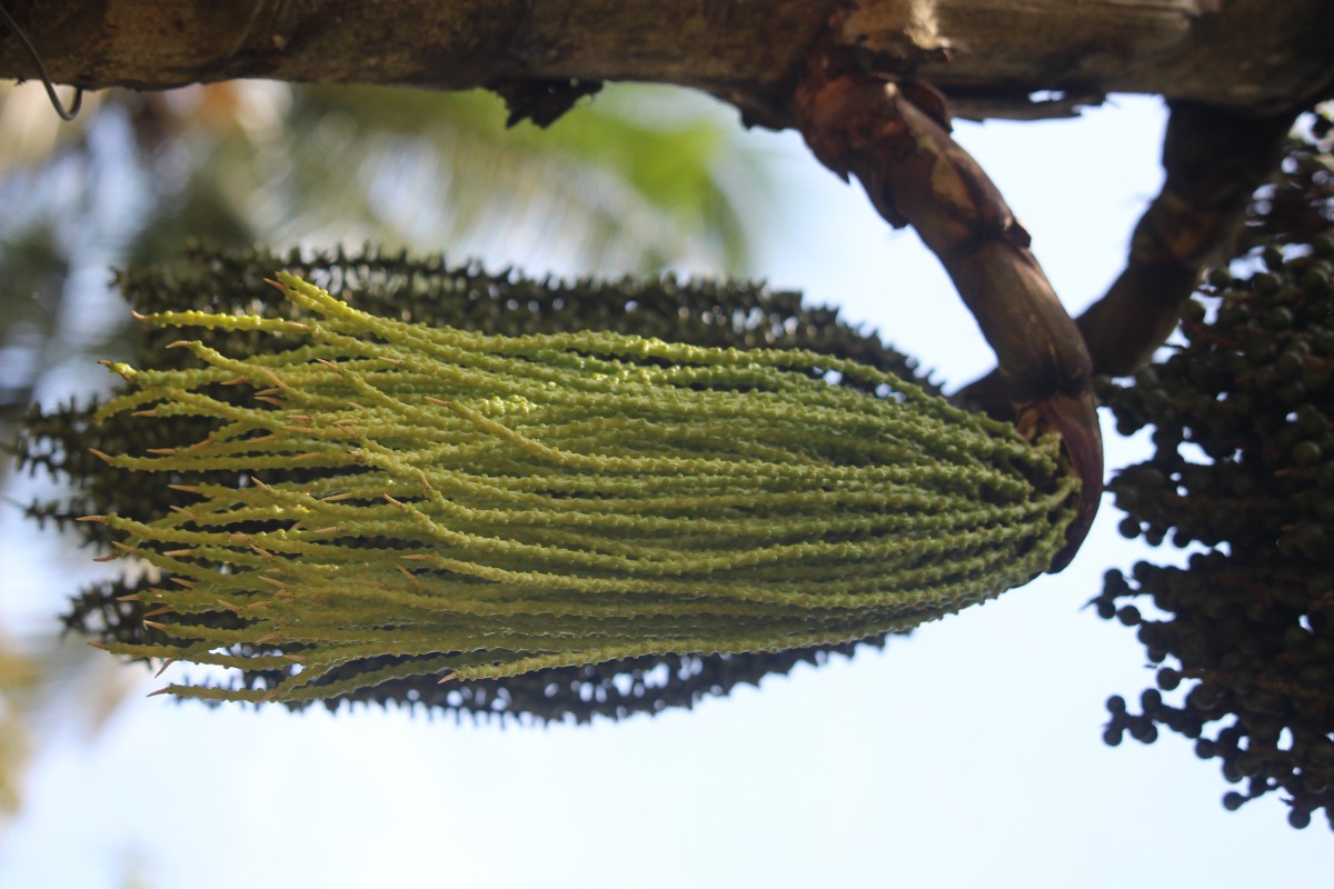 Caryota mitis Lour.