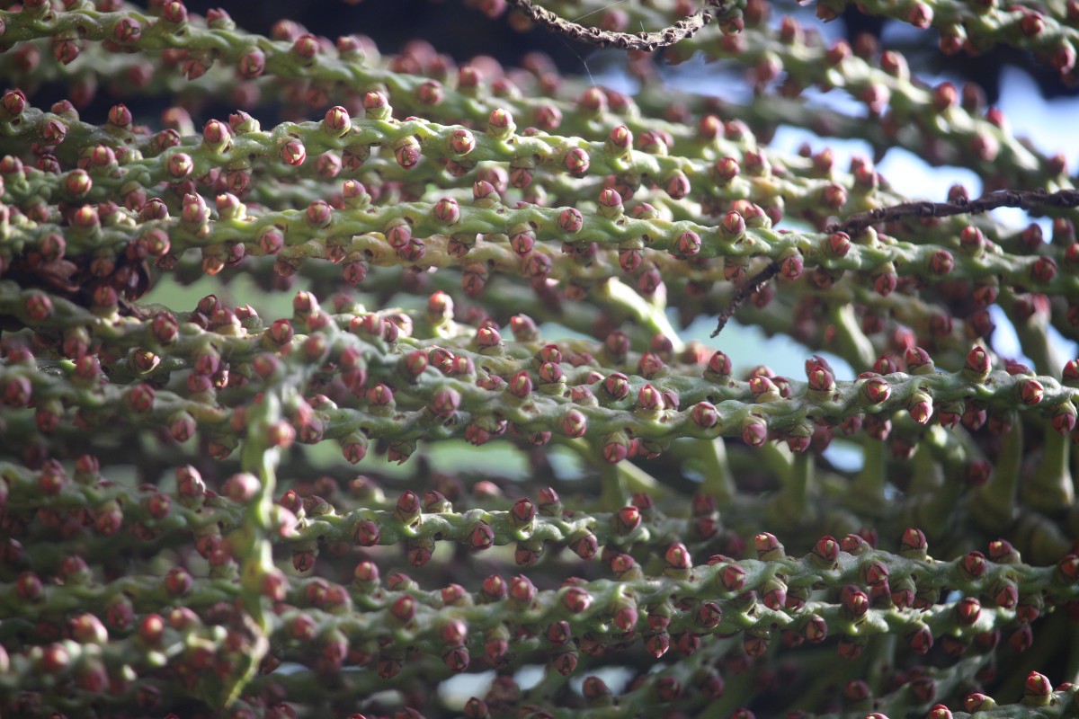 Caryota mitis Lour.