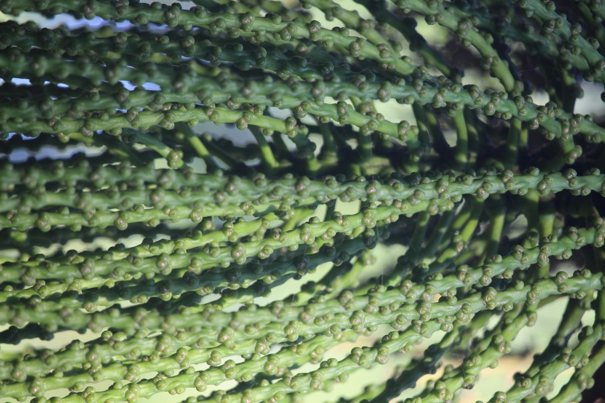 Caryota mitis Lour.