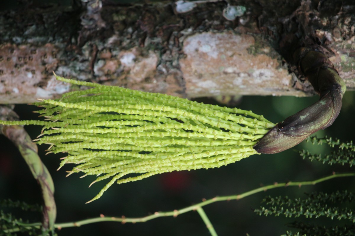 Caryota mitis Lour.